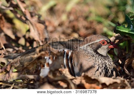 Portrait Of A Red Legged Partridge (alectoris Rufa) Sitting On The Ground And Showing How Well Camou
