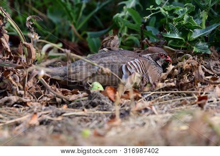 Portrait Of A French Partridge (alectoris Rufa) Sitting On The Ground And Showing How Well Camouflag