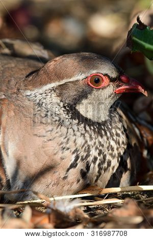 Close Up Portrait Of A French Partridge (alectoris Rufa) Sitting On The Ground
