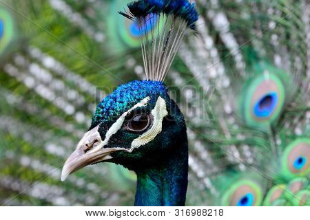 Peacock Portrait