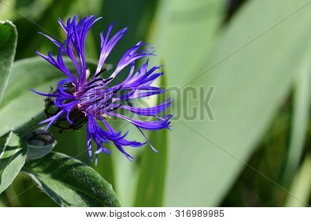 Close Up Of A Perennial Cornflower (centaurea Montana)