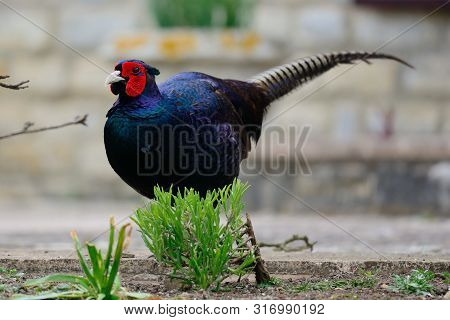 Portrait Of A Melanistic Mutant Pheasant Exploring In The Garden