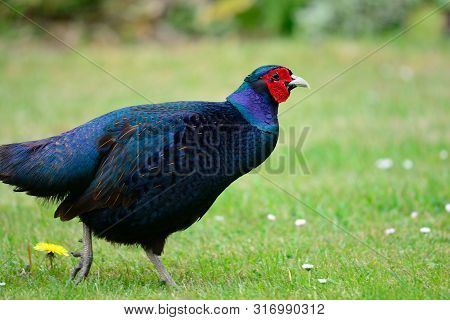 Melanistic Mutant Pheasant