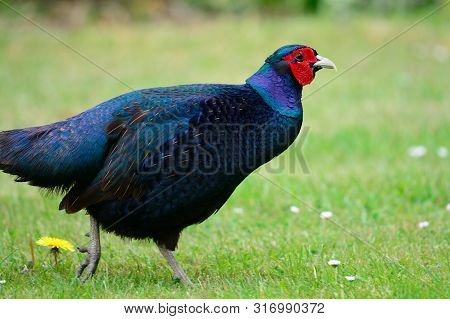 Melanistic Mutant Pheasant