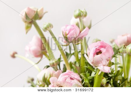 Ranuncolo rosa