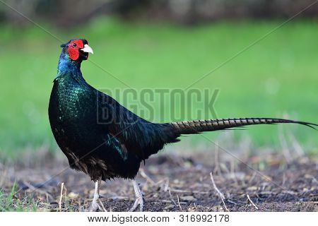 Mealnistic Pheasant