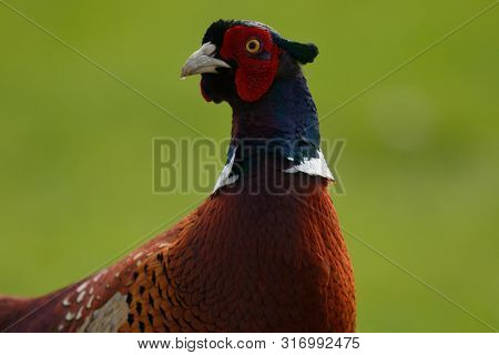 Close Up Portrait Of A Cock Pheasant In The Wild