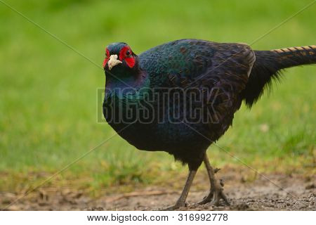 Portrait Of A Melanistic Mutant Pheasant On The Grass