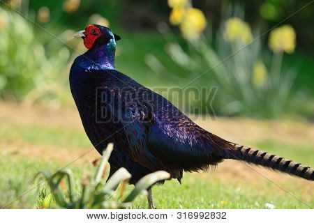 Portrait Of A Melanistic Mutant Pheasant Walking Through The Garden