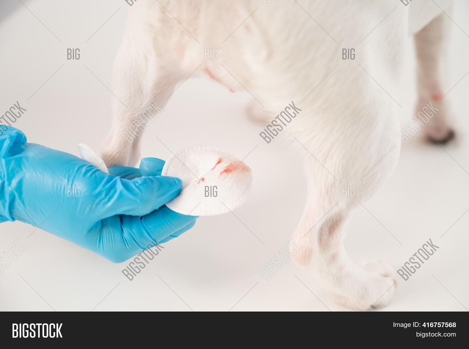 Menstruation Dog. Image & Photo (Free Trial) Bigstock