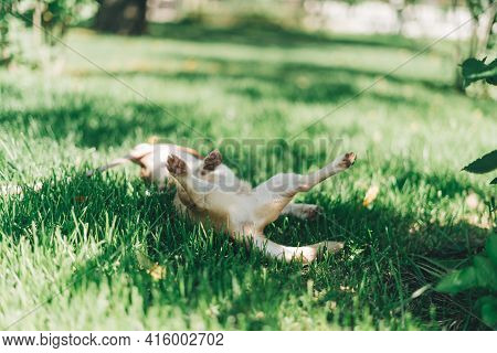 Dog Butt Images, Illustrations & Vectors (Free) - Bigstock