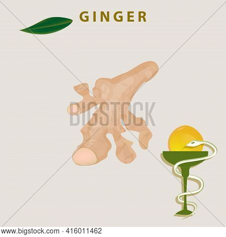 Ginger Root, Drop Of Oil, Medical Symbol - Snake And Bowl - Vector. Medicinal Plant. Beauty And Heal