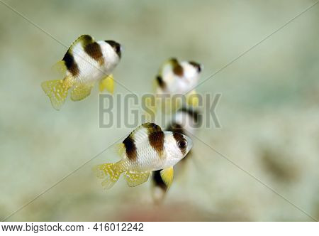 Black-banded Damsels (amblypomacentrus Breviceps). Triton Bay, West Papua, Indonesia