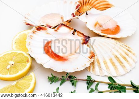 Raw Scallops In Shells With Lemon And Herbs On White Background. Mediterranean Seafood. Fresh Shellf