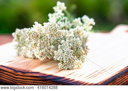 Achillea Millefolium, Yarrow Or Common Yarrow White Fresh Flowers On A Wooden Cutting Board Ready Fo