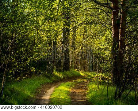 A Beautiful Scenery Of An Old Road Leading Through The Spingtime Forest. Spring Landscape Of A Fores