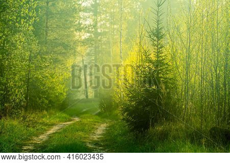 A Beautiful Scenery Of An Old Road Leading Through The Spingtime Forest. Spring Landscape Of A Fores