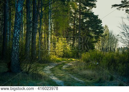 A Beautiful Scenery Of An Old Road Leading Through The Spingtime Forest. Spring Landscape Of A Fores