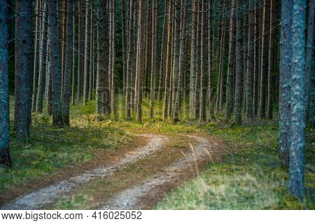 A Beautiful Scenery Of An Old Road Leading Through The Spingtime Forest. Spring Landscape Of A Fores