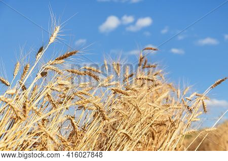 Scenic Landscape Of Ripe Golden Organic Wheat Stalk Field Against Blue Sky On Bright Sunny Summer Da