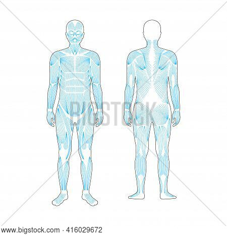 Human Muscular System Anatomical Poster. Structure Of Muscle Groups And Ligaments Of Men In Front An