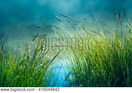 A Beautiful Flooded Wetlands During The Sunrise In Spring. Fress, Green Grass Growing In The Water. 