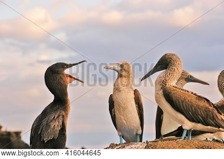 Flightless Cormorant Scolding Blue-footed Boobies In The Galapagos