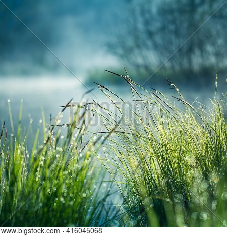 A Beautiful Flooded Wetlands During The Sunrise In Spring. Fress, Green Grass Growing In The Water. 