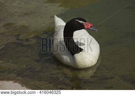 The Black-necked Swan (cygnus Melancoryphus) In Park.