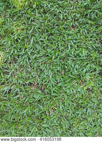 Rumput Gajah Mini Plant Texture, Elephant Grass Background