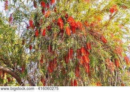 Callistemon rigidus plant with green and red leaves citrius