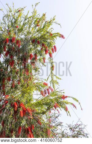 Callistemon rigidus plant with green and red leaves citrius