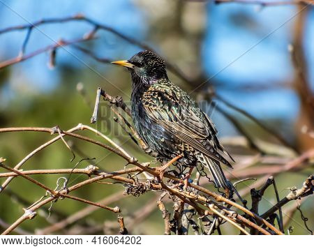 Common Starling Or European Starling (sturnus Vulgaris) Sitting In A Bush With Beautiful Colorful Pl