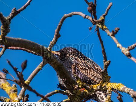 Common Starling Or European Starling (sturnus Vulgaris) Sitting In A Tree With Beautiful Colorful Pl