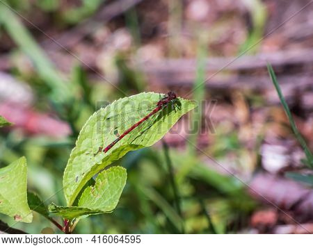 Red Dragonfly. Mature Adult Of Large Red Damselfly Sitting On The Leaf In Summer