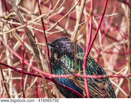 Close-up Shot Of Head Of Common Starling Or European Starling With Focus On Eye Sitting In A Bush Wi