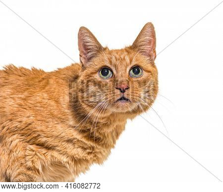 Close-up on a very old ginger cat with lentigo on noise and lips