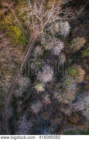 aerial view of a trail passing through a deciduous forest in early spring, some are blooming