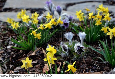 Perennial Beds With Miniature Bunches Of Daffodils In A Bark Mulched Flower Bed On A Hill. Stones An