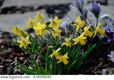 Perennial Beds With Miniature Bunches Of Daffodils In A Bark Mulched Flower Bed On A Hill. Stones An