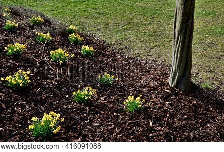 Perennial Beds With Miniature Bunches Of Daffodils In A Bark Mulched Flower Bed On A Hill. Stones An