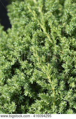 Dwarf Japanese Garden Juniper - Latin Name - Juniperus Procumbens Nana