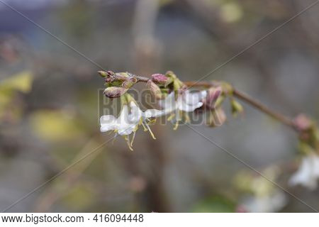 Winter Flowering Honeysuckle Flowers - Latin Name - Lonicera Fragrantissima