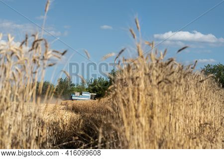 Scenic Landscape Of Ripe Golden Organic Wheat Stalk Field Against Blue Sky On Bright Sunny Summer Da