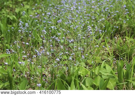 Tiny Blue Forget-me-not Flower Growing In The Green Grass In The Forest. Nice Bokeh.