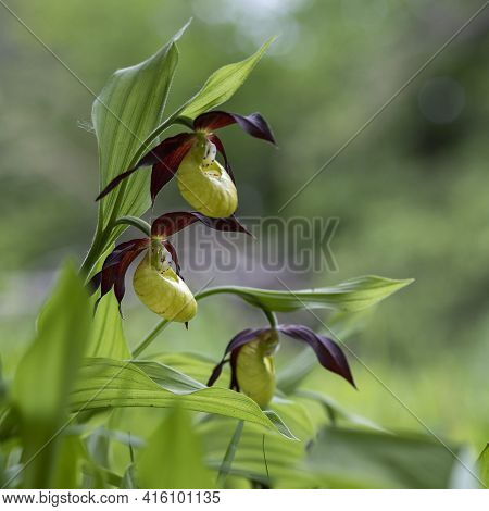 Orchid Cypripedium Calceolus - Slipper Slipper Beautiful Yellow Flower On Green Background With Nice