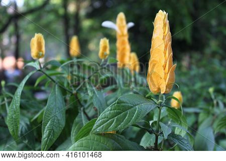 Lollipop Flower Pachystachys Lutea, Acanthaceae Spires Of Yellow Rocket Shaped Lollipops Blooming In