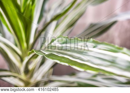 Green Texture : Beautiful For Decorative Leaves Of A House Plant.selective Focus.dracaena Fragrans M