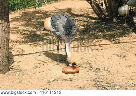 The Crowned Crane Balearica Regulorum Is A Large Bird, Representative Of The Family Cranes Gruidae. 