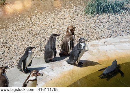 The Humboldt Penguin Spheniscus Humboldti Is A South American Penguin Living Mainly In The Pingüino 